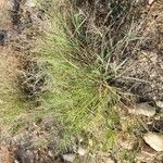 Diplachne fusca Libunga