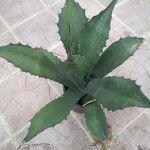 Agave salmiana 整株植物