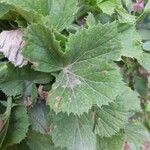 Pelargonium x hortorum