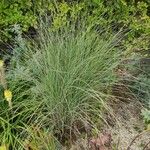 Carex comans Hábito