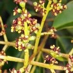 Ligustrum lucidum Gyümölcs