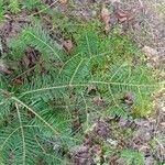 Abies balsamea 叶