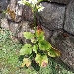 Cardiocrinum cordatum Bloem