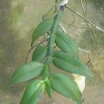 Angraecum angustipetalum Лист