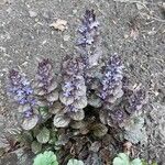 Ajuga pyramidalis Habit