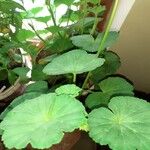 Pelargonium × hybridumFlower