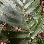 Piptadeniastrum africanum Leaf
