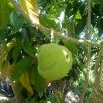 Casimiroa edulis Fruit