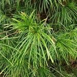 Sciadopitys verticillata Fula