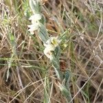 Spiranthes spiralisFlower