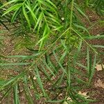 Afrocarpus gracilior Leaf