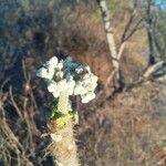 Cnidoscolus angustidens Flower