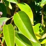 Ligustrum lucidum पत्ता