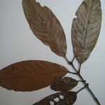 Quiina integrifolia Other