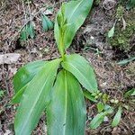 Platanthera bifolia पत्ता