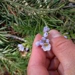 Polemonium pulcherrimum Blomma