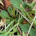 Bellium bellidioides Leaf