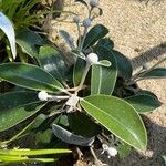 Pachystegia insignis Flower