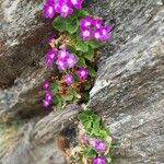 Primula hirsuta Hábito
