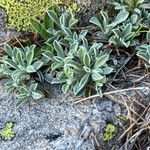 Antennaria dioica 叶