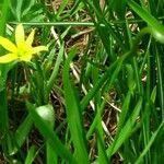 Gagea fragifera 葉