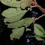 Quararibea bracteolosa Otro