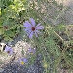 Symphyotrichum oblongifolium Flower