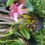 Bulbophyllum longiflorum Leaf