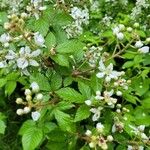 Rubus argutus Bloem