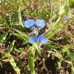 Commelina latifolia Blad