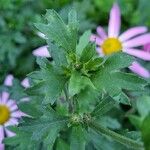 Tanacetum coccineum Foglia