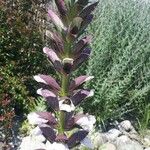 Acanthus mollisFlor