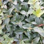 Osmanthus × burkwoodii Blatt