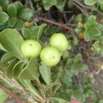 Arctostaphylos uva-ursi Плід