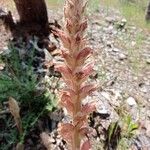 Orobanche rapum-genistaeപുഷ്പം