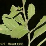 Diplotaxis glauca Leaf