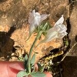 Linaria verticillata Květ