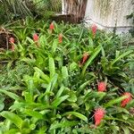 Billbergia pyramidalis Leaf