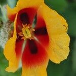 Glaucium corniculatum Flower