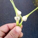 Allium sativum Fruit