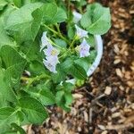 Solanum tuberosum Flower