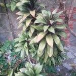 Cordyline fruticosaপাতা