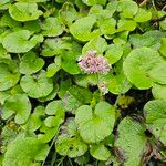 Petasites pyrenaicus Habitus