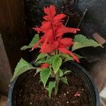 Salvia splendens Цвят
