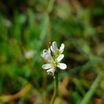 Cardamine hirsutaFlower