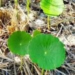 Hydrocotyle bonariensis Leaf