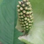 Spathiphyllum blandum Φρούτο