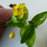 Lysimachia nemorum Virág