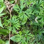 Lycopodium complanatum Feuille