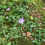 Campanula rotundifoliaFloare